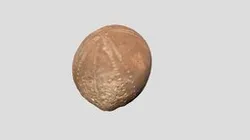 Hastings Museum Fossil Sea Urchin
