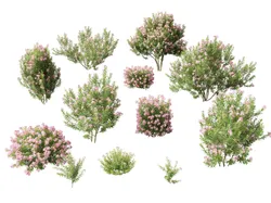 HighpolyLowPoly - Nerium oleander - Rosebay 03 Low-poly 3D model