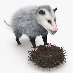 Opossum Destroys Birds Nest and Steals Eggs Fur 3D model