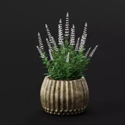 Potted Lavender Flower 3D model