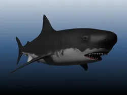 shark