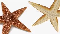 Starfish Marine Creature Model 3D model