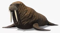 Walking Old Walrus 3D model