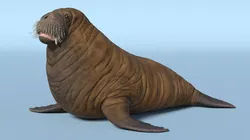 Walking Young Walrus 3D model