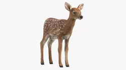 White-Tailed Fawn Deer Fur 3D model