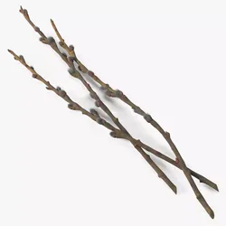 Willow Branches Fresh Fur 3D model