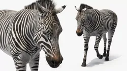 Zebra Adult Walking Fur for Cinema 4D 3D model