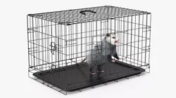 Angry Opossum in Cage Fur 3D model