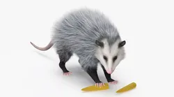 Angry Opossum with Corn Fur 3D model