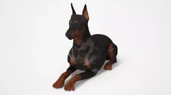 Doberman Pinscher Lying Down Fur for Cinema 4D 3D model