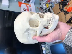 Human skull, anatomically correct
