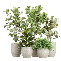 Indoor Pot Plants 500 3D model