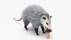 Opossum Eats Snail and Mushroom Fur 3D model