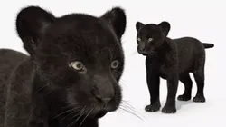 Panther Cub Fur for Cinema 4D 3D model