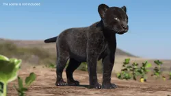 Panther Cub Fur for Maya 3D model