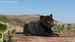 Panther Cub Lying Down Fur for Maya 3D model