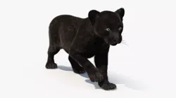 Panther Cub Wary Pose Fur for Cinema 4D 3D model