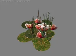 patch of lilly pads
