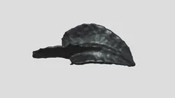 Polygnathus arcus