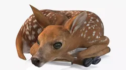 Resting White-Tailed Fawn Deer 3D model