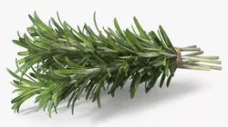 Rosemary Sheaf 3D model