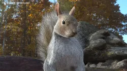 Squirrel Standing Gray Fur for Cinema 4D 3D model