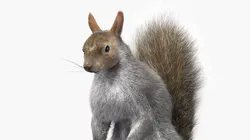 Squirrel Standing Gray Fur for Maya 3D model