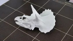 TRICERATOPS HEAD WITH SUPPORTS