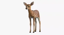 White-Tailed Fawn Deer 3D model