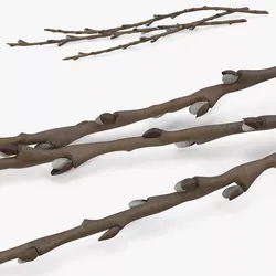 Willow Branches Dry 3D model