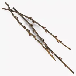 Willow Branches Fresh 3D model