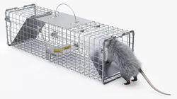 Opossum Trapped with Bait Inside Fur 3D model