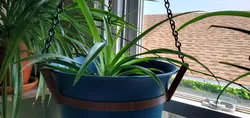 Plant hanger