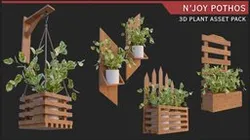 Indoor Plant with Pots: N'joy Pothos