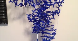 tRNA-Phe, ball-and-stick model