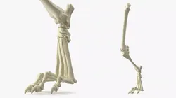 Anatomical Skeleton of Dog Right Hind Limb 3D model