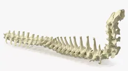 Anatomical Skeleton of Dog Spine 3D model