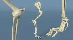 Anatomical Skeleton Right Forelimb of Dog 3D model