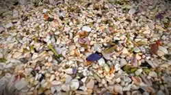 Biogenic sand with foraminifera (close-up)