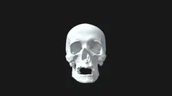 Bone