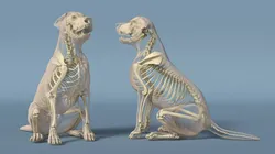 Dog Skeletal Anatomy with Translucent Shell Sitting Pose 3D model