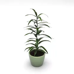 Dracena Dracaena variegata 3D model