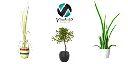 Houseplant collection 2 potted tree in pot 3D model