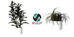 Houseplant Collection 5 air plant in pot 3D model