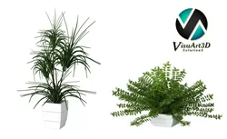 Houseplant Collection 6 eucalyptus plant 3D model