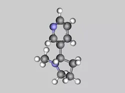 Nicotine molecule 3D model