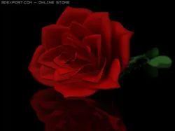 rose