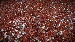 Sand with Garnets and Ilmenite (close-up)
