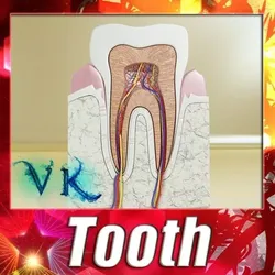 Tooth High Detail 3D model