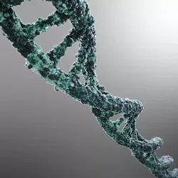 DNA strand 3D model